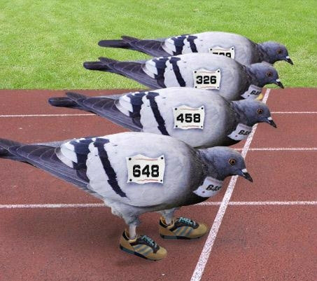 Aantal duiven gekend